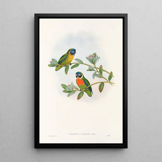 John Gould - The Birds of New Guinea and the adjacent Papuan islands Pl05.webp