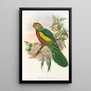 John Gould - The Birds of New Guinea and the adjacent Papuan islands Pl10.webp