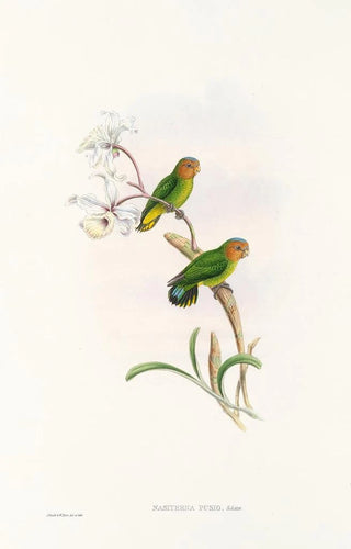 John Gould - The Birds of New Guinea and the adjacent Papuan islands Pl26.webp