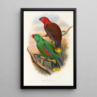 John Gould - The Birds of New Guinea and the adjacent Papuan islands Pl32.webp