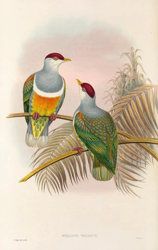 John Gould - The Birds of New Guinea and the adjacent Papuan islands Pl55.webp