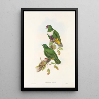 John Gould - The Birds of New Guinea and the adjacent Papuan islands Pl59.webp