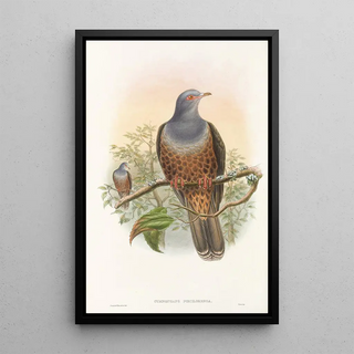 John Gould - The Birds of New Guinea and the adjacent Papuan islands Pl60.webp