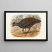the Birds of New Guinea and adjacent Papuan Islands Pl68 - John Gould — framed artwork on a wall