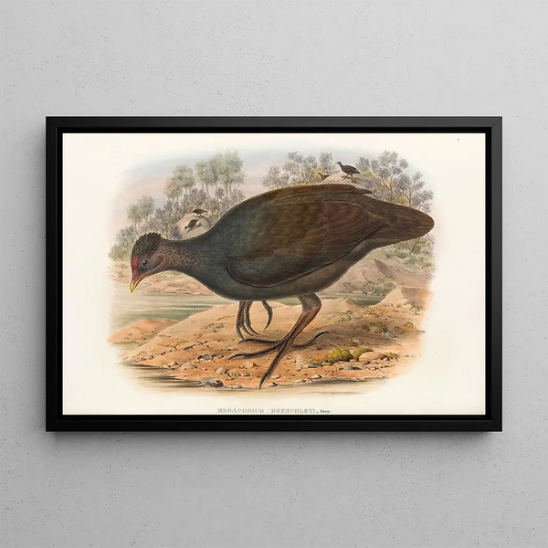 John Gould - The Birds of New Guinea and the adjacent Papuan islands Pl68.webp