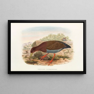 John Gould - The Birds of New Guinea and the adjacent Papuan islands Pl71.webp