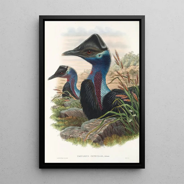 John Gould - The Birds of New Guinea and the adjacent Papuan islands Pl74.webp