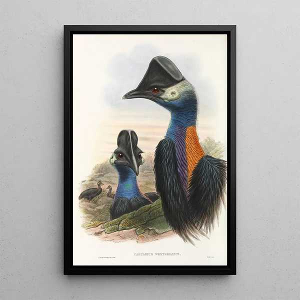 John Gould - The Birds of New Guinea and the adjacent Papuan islands Pl75.webp