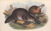 Les mammifères d'Australie Pl001 - John Gould — artwork view
