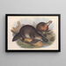 Les mammifères d'Australie Pl001 - John Gould — framed artwork on a wall