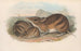 Les mammifères d'Australie Pl009 - John Gould — artwork view