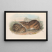 Les mammifères d'Australie Pl009 - John Gould — framed artwork on a wall