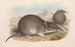The mammals of Australia Pl011 - John Gould — artwork view