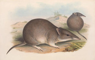 John Gould - The mammals of Australia Pl011.webp