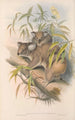 Die Säugetiere Australiens Pl014 - John Gould — Ansicht des Kunstwerks