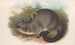 Les mammifères d'Australie Pl016 - John Gould — artwork view