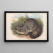 Les mammifères d'Australie Pl016 - John Gould — framed artwork on a wall