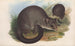 Les mammifères d'Australie Pl017 - John Gould — artwork view