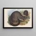 Les mammifères d'Australie Pl017 - John Gould — framed artwork on a wall