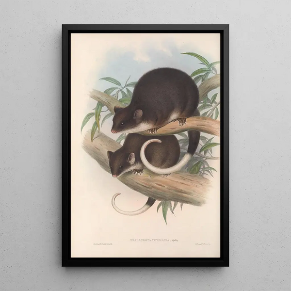 John Gould - The mammals of Australia Pl019.webp