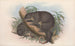 The mammals of Australia Pl020 - John Gould — artwork view