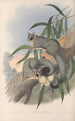 Die Säugetiere Australiens Pl023 - John Gould — Ansicht des Kunstwerks