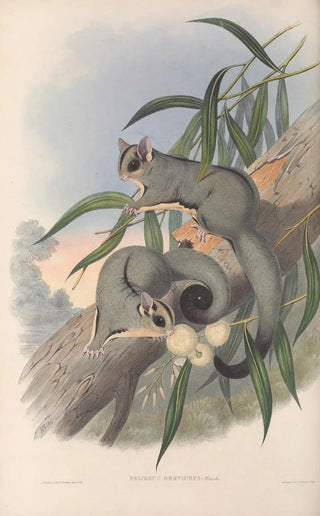 John Gould - The mammals of Australia Pl023.webp