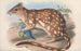 Les mammifères d'Australie Pl028 - John Gould — artwork view