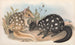 The mammals of Australia Pl029 - John Gould — artwork view