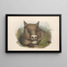 Les mammifères d'Australie Pl035 - John Gould — framed artwork on a wall