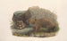 Les Mammifères d'Australie Pl036 - John Gould — artwork view