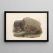 Les Mammifères d'Australie Pl036 - John Gould — framed artwork on a wall