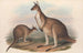 The mammals of Australia Pl040 - John Gould — artwork view