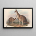 The mammals of Australia Pl040 - John Gould — framed artwork on a wall