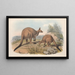 Les mammifères d'Australie Pl041 - John Gould — framed artwork on a wall