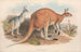 Die Säugetiere Australiens Pl043 - John Gould — Ansicht des Kunstwerks
