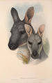 Les mammifères d'Australie Pl046 - John Gould — vista dell’opera