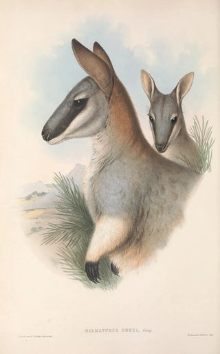 John Gould - The mammals of Australia Pl054.webp