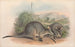 Les Mammifères d'Australie Pl057 - John Gould — artwork view