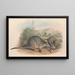 Les Mammifères d'Australie Pl057 - John Gould — framed artwork on a wall