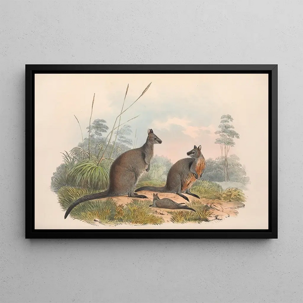 Die Säugetiere Australiens, pl. 059 - John Gould — gerahmtes Bild an der Wand