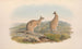 Les mammifères d'Australie Pl061 - John Gould — artwork view