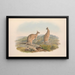 Les mammifères d'Australie Pl061 - John Gould — framed artwork on a wall