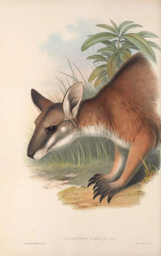 John Gould - The mammals of Australia Pl062.webp
