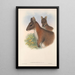 Les mammifères d'Australie Pl067 - John Gould — framed artwork on a wall