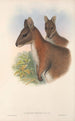 Les mammifères d'Australie Pl067 - John Gould — artwork view