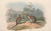 Les mammifères d'Australie Pl068 - John Gould — artwork view