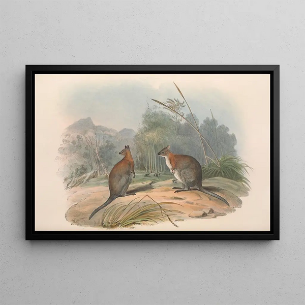John Gould - The mammals of Australia Pl068.webp