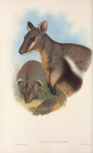 John Gould - The mammals of Australia Pl077.webp