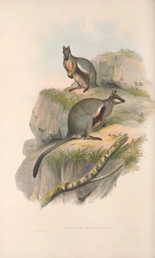 John Gould - The mammals of Australia Pl078.webp